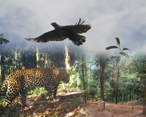 biodiversity